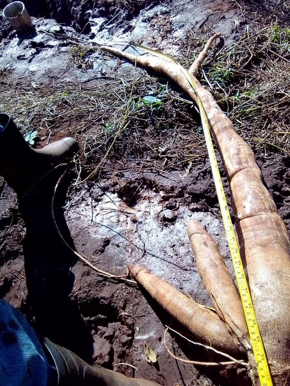 Mandioca de 2,5 metros é encontrada  em quintal em MS; produtor cava por 4h para arrancar raiz; vídeo