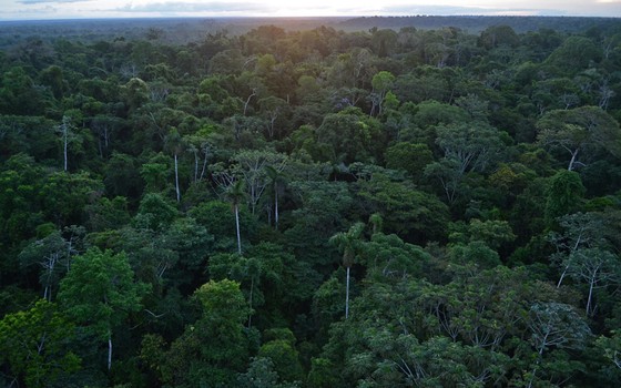 Amazon rainforest in Madre de Dios in Peru (Photo: Geoff Gallice / Wikimedia Commons)