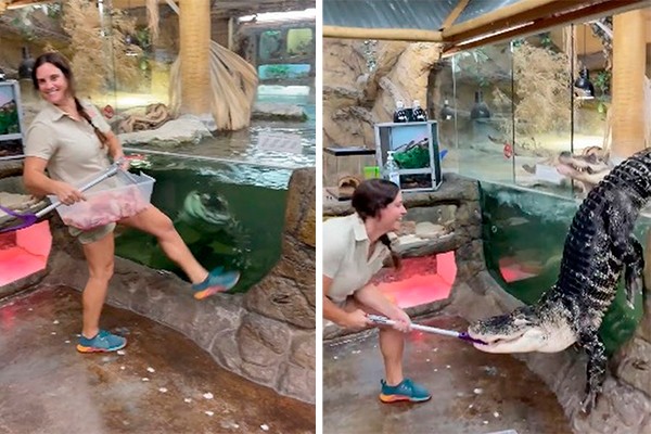 Jacaré Darth Gator salta para cima de sua tratadora no The Reptile Zoo, na Califórnia (Foto: Reprodução Facebook)