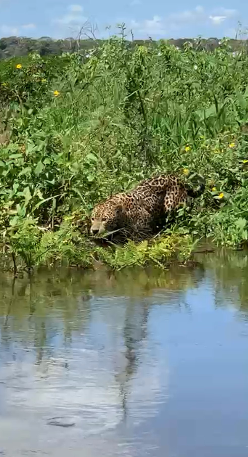 Empreendedor avista onça-pintada durante pesca no Pantanal — Foto: Arquivo pessoal/Ivair Castanhetti