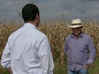 Agricultores de MS seguram o milho à espera de uma reação do mercado