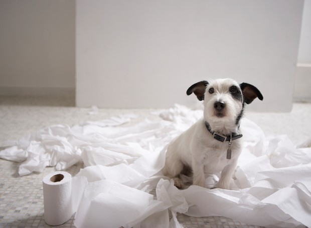 papel higiênico, cachorro;  (Foto: ThinkStock)