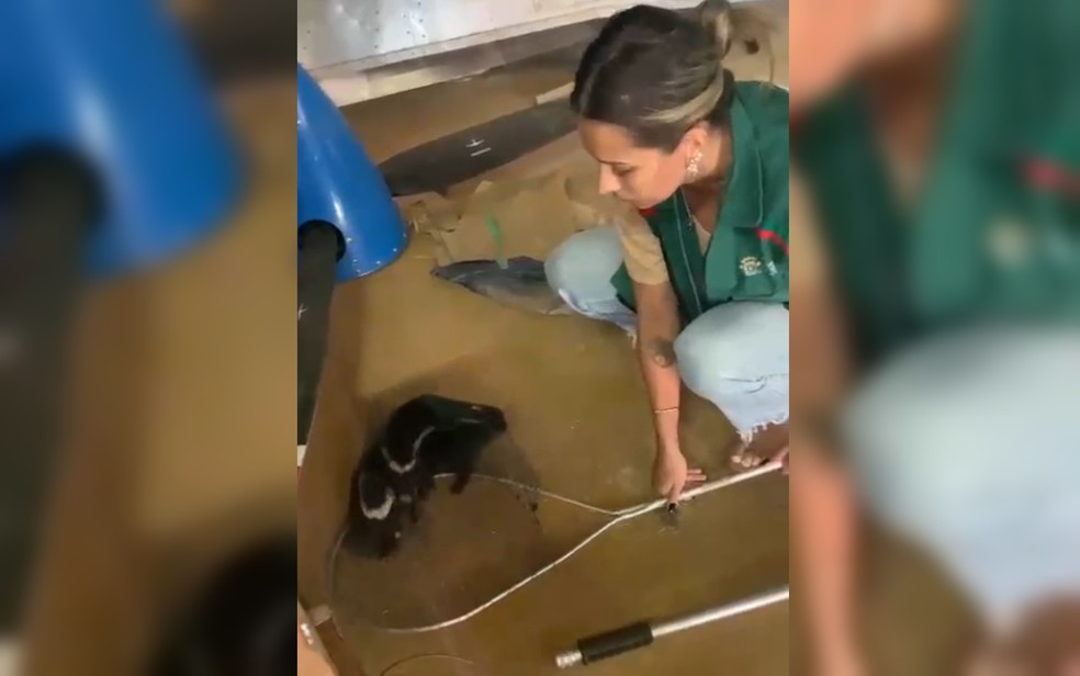Amma resgate gambá e filhote dentro de lataria de avião que viajou do RS a Goiânia, Goiás — Foto: Reprodução/TV Anhanguera