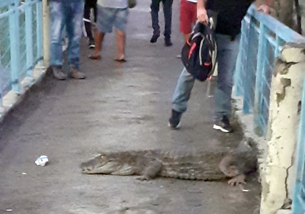 Jacaré 'passeia' em passarela perto do Terminal Alvorada, na Barra da Tijuca — Foto: Reprodução