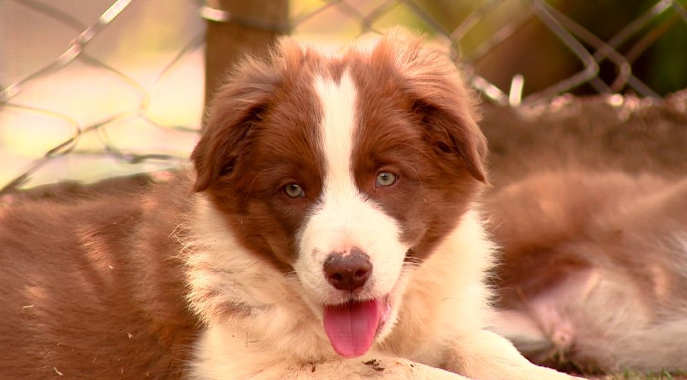 A ra&ccedil;a border collie &eacute; conhecida por habilidades como cuidar do rebanho &mdash; Foto: Terra da Gente/Arquivo pessoal