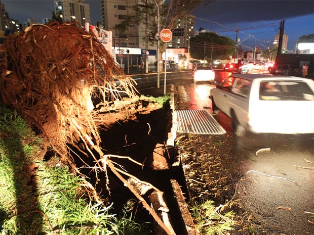 Queda de árvores deixa feridos na Avenida Independência em Ribeirão Preto (Foto: Tiago Brandão/Jornal A Cidade)