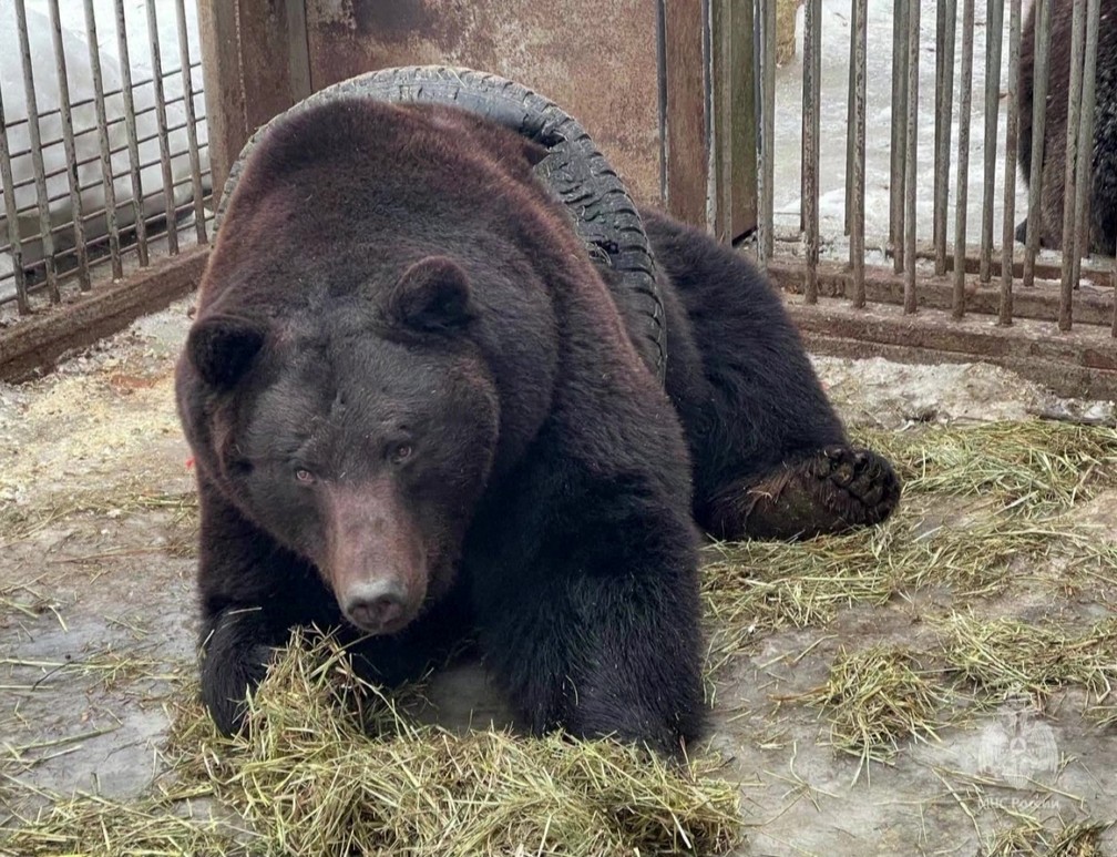 O urso Fyodor ficou preso em um pneu enquanto tentava brincar com ele, em um parque na Rússia — Foto: Ministério de Emergência da Rússia/Divulgação