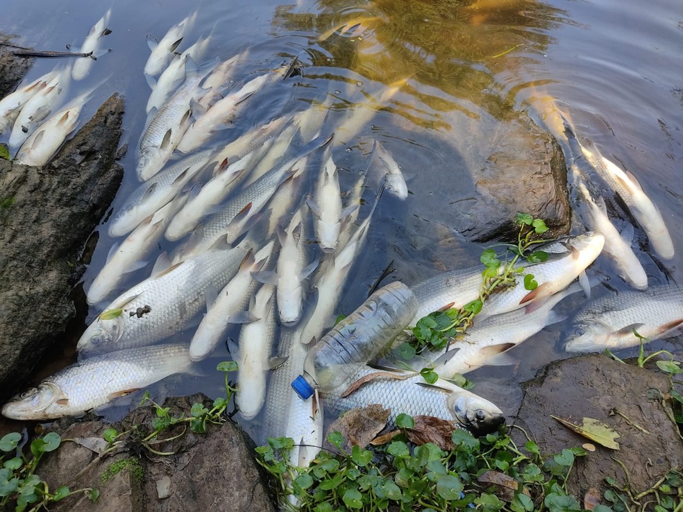 Moradores registram peixes mortos em trecho do Rio Tietê em Salto  — Foto: Arquivo pessoal 