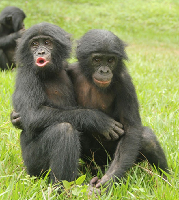 G1 - Mapa genético do macaco bonobo é 98,7% igual ao humano, diz