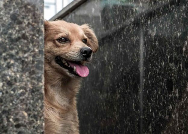 O cão Violeiro, que acompanha Cunha no cemitério (Foto: DERRICK EVANS/BBC)