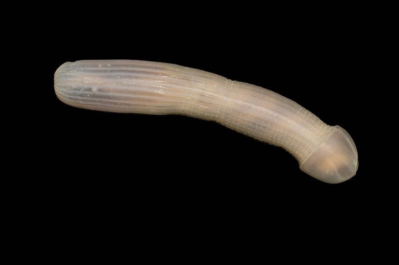 Verme marinho com forma de pênis
