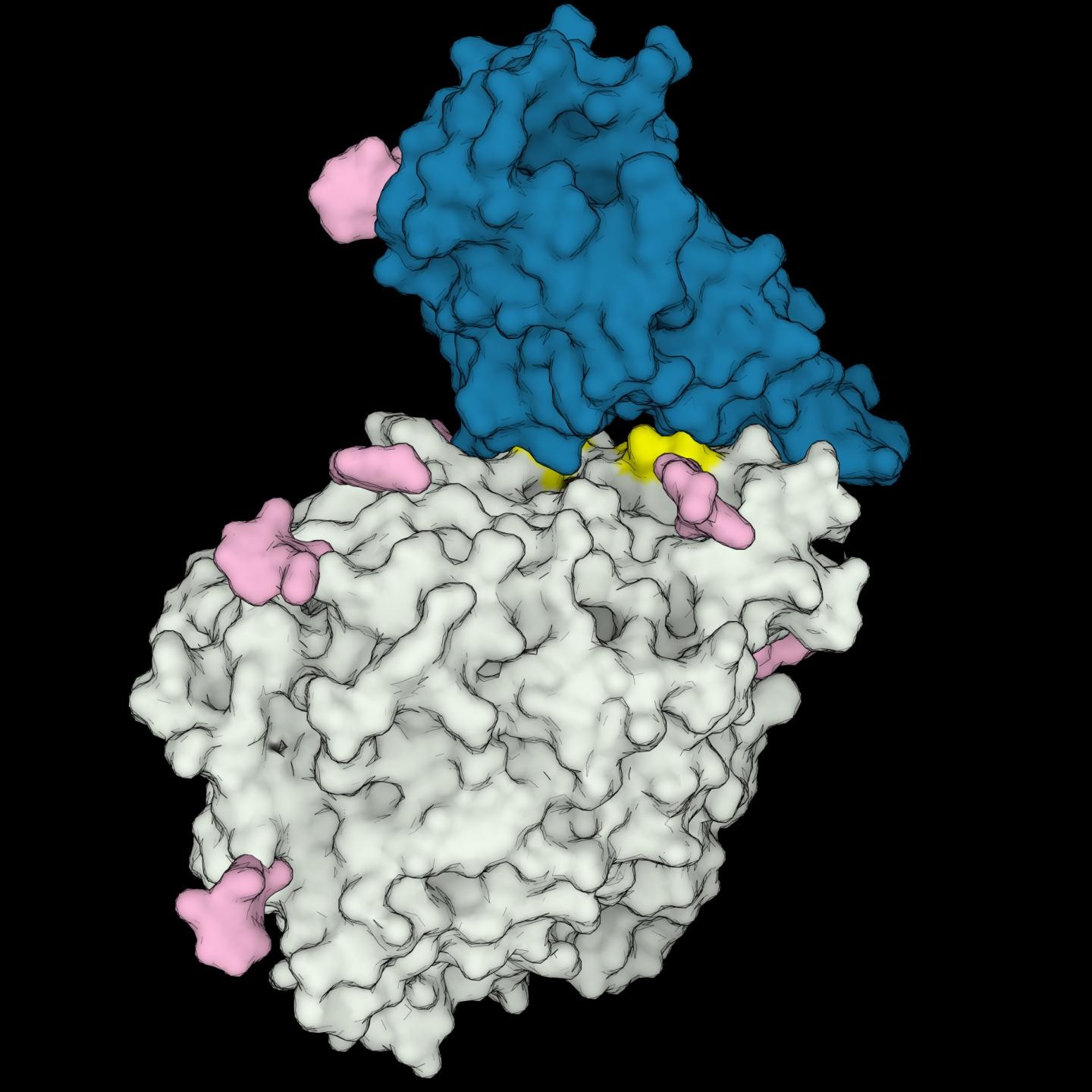 Modelo 3D do Sars-CoV-2 (azul) interagindo com o receptor ACE2 de células humanas (cinza). Aminoácidos importantes para essa interação, presentes apenas em animais suscetíveis à Covid-19, estão em amarelo. Os pontos em rosa são açúcares. (Foto: Rodrigues et al. 2020 (CC-BY 2.0))