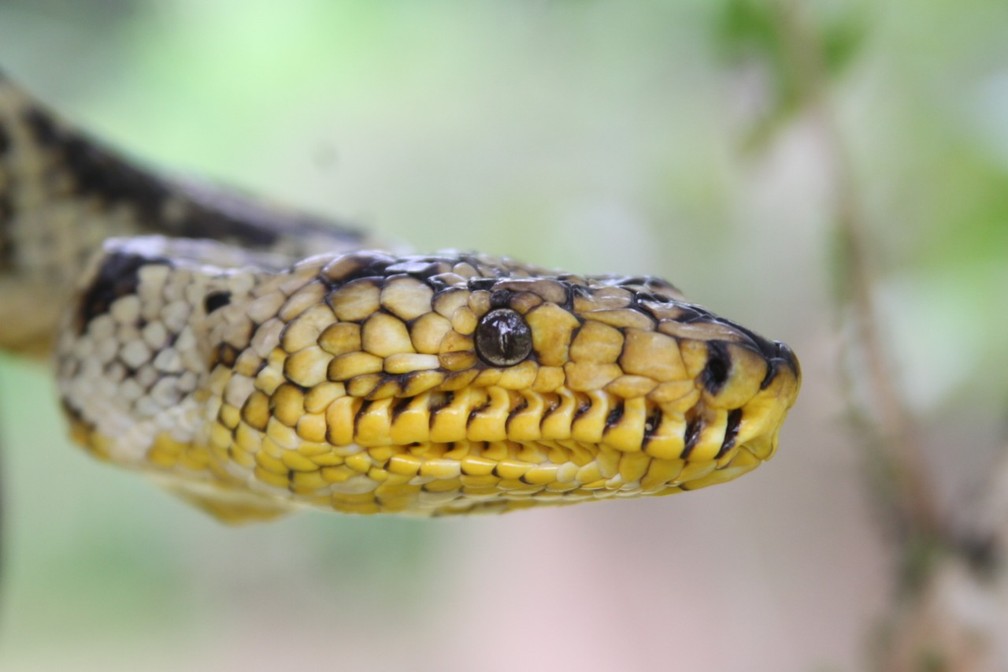 Espécie da cobra é rara e foi encontrada por moradores do Vale do Ribeira, SP — Foto: Bruno Rocha/ Arquivo Pessoal