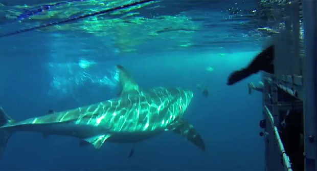 Foca se protegeu em gaiola de proteção de mergulhadores para escapar de tubarão (Foto: Reprodução/Facebook/Great White Shark Diving)