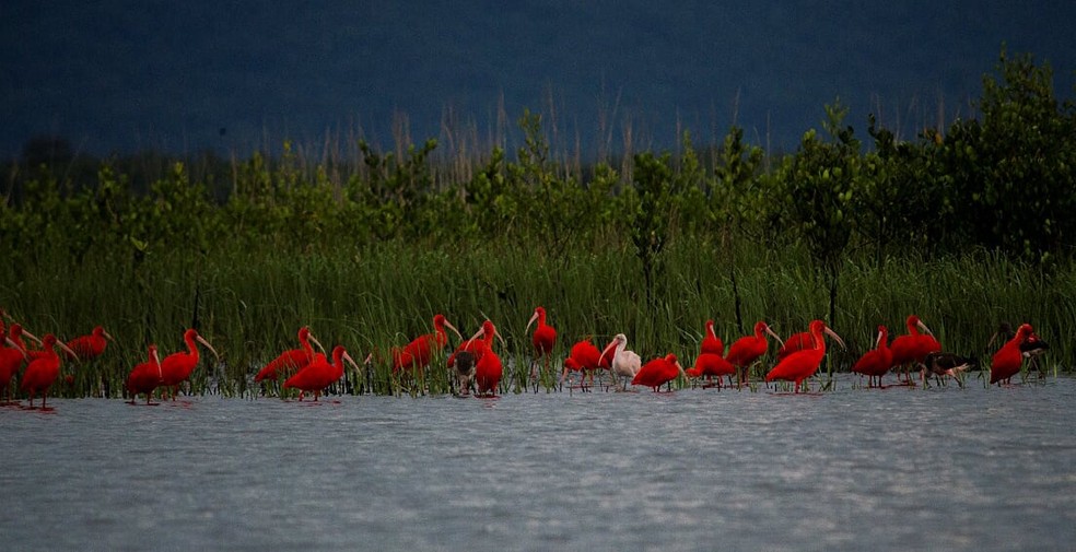 Guará com leucismo se destaca entre os outros indivíduos do grupo — Foto: Edgar Fernandez