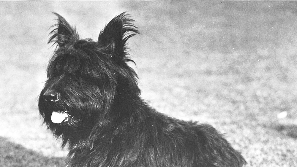 Cachorrinho Fala, do ex-presidente dos EUA Franklin D. Roosevelt's