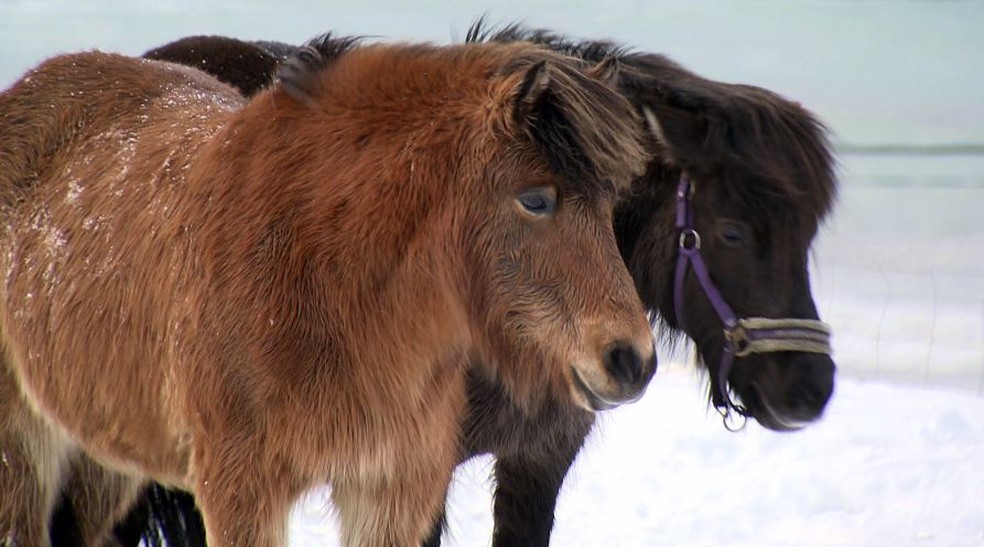 Cavalos da Noruega — Foto: Globo Repórter