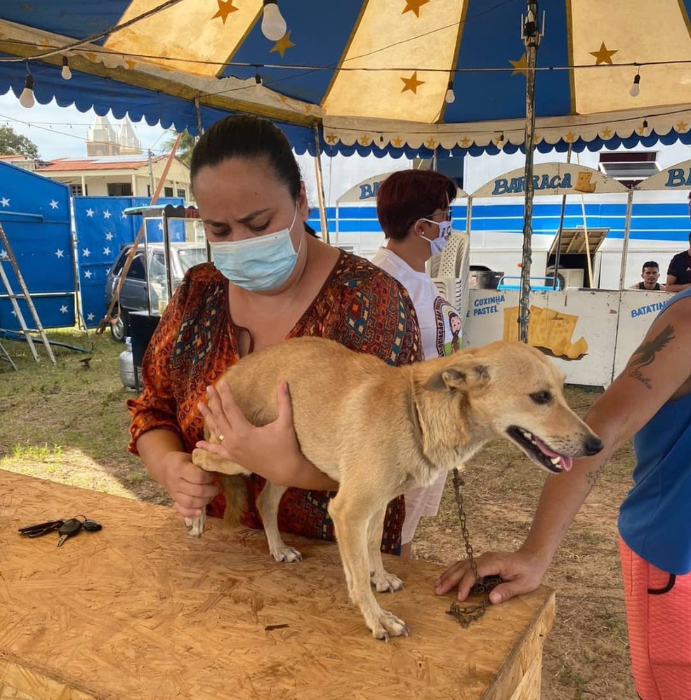 Cachorro foi avaliado pela Vigilância Sanitária da Secretaria da Saúde de Granja. — Foto: Divulgação/Prefeitura de Granja