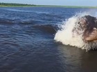 Veja 'perseguição a barco' e mais momentos de fúria de hipopótamos