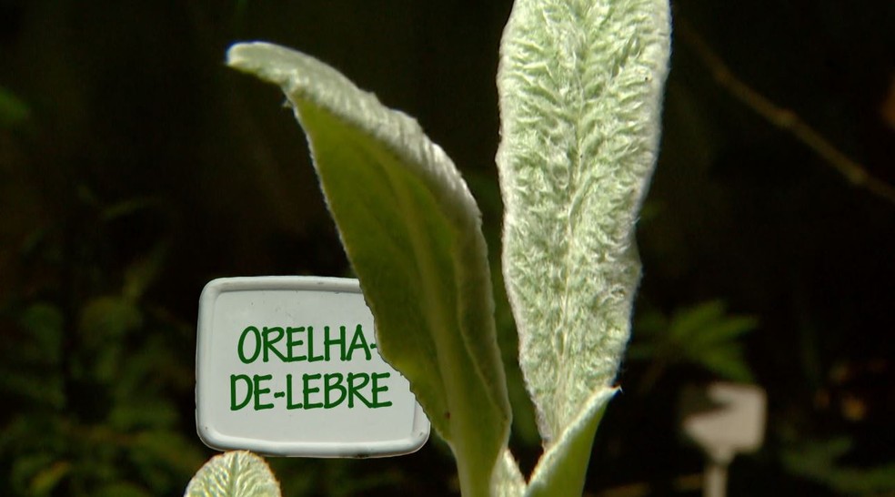 Plantas Não Convencionais Confira Receitas Com Ora Pro