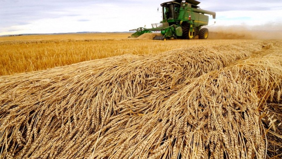 Incerteza com exportações levaram a alta do trigo em Chicago