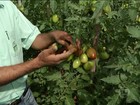 Estiagem prejudica irrigação e cultivo do tomate no norte de MG