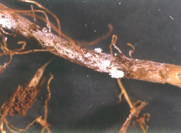 Como o próprio nome já diz, a cochonilha-da-raiz ataca as raízes das plantas, comprometendo-as e levando ao amarelamento (Foto: Daniel R. Sosa-Gómez / Embrapa / Divulgação)