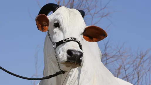 Considerada matriz da Nelore, vaca atinge valor de R$ 4,5 milhões em leilão