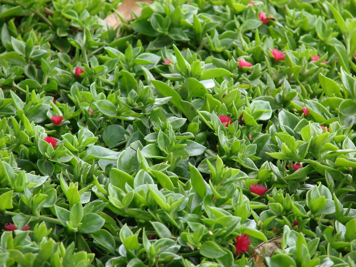 Rosinha-de-sol (aptenia cordifolia): a suculenta com flores diurnas 