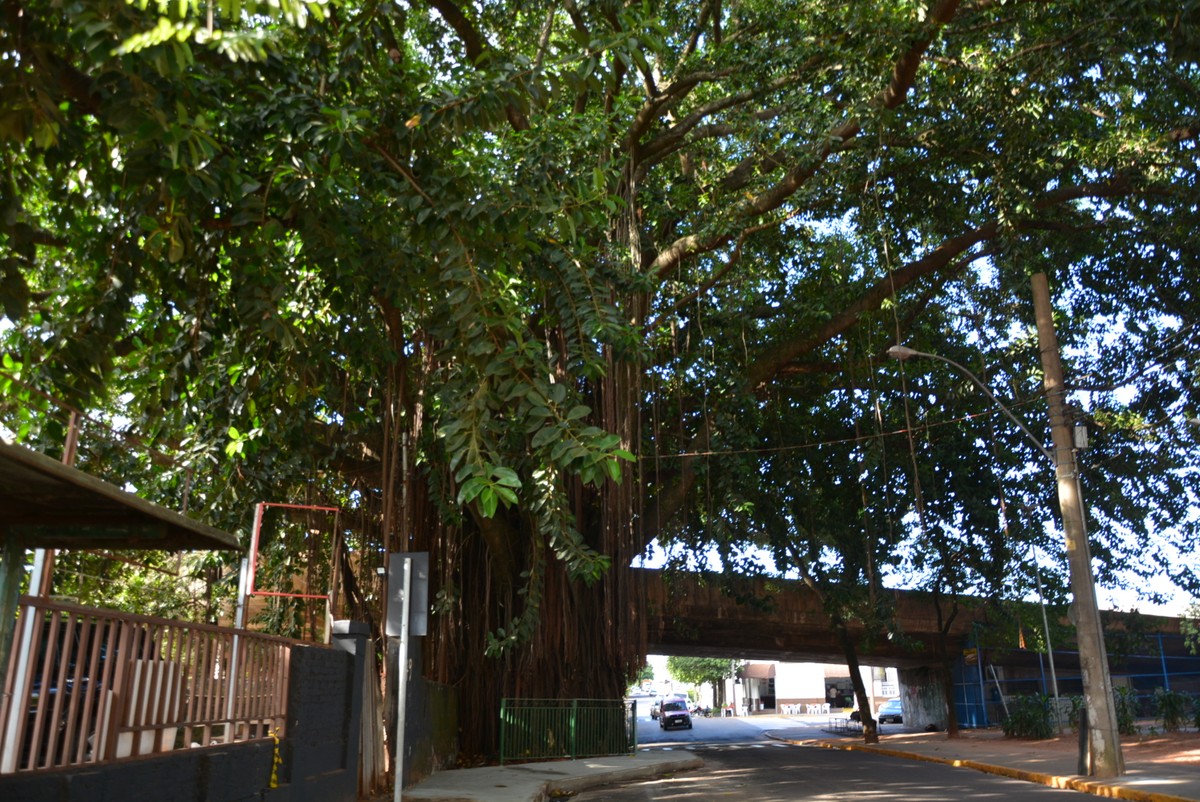 Trecho onde fica figueira protegida na Vila Marcondes recebe calçada e