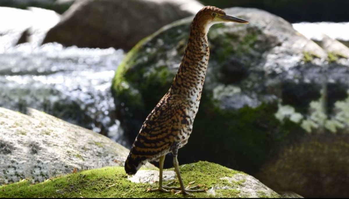 Soco Boi Escuro E Monitorado Por Grupo Em Paraty Rj Terra Da Gente G1