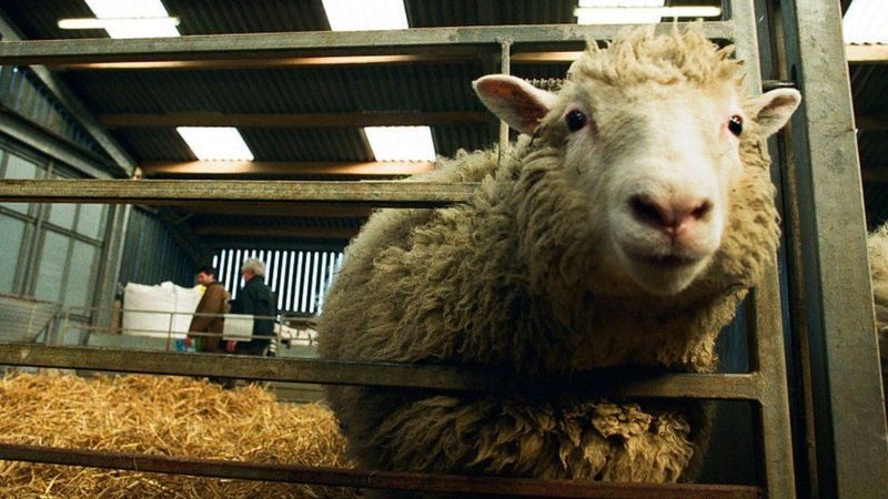 A ovelha Dolly se tornou o primeiro mamífero clonado quando nasceu em 1996 (Foto: Getty Images via BBC News)