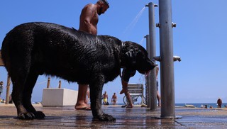 Os sinais que indicam que seu cachorro pode sofrer de ansiedade