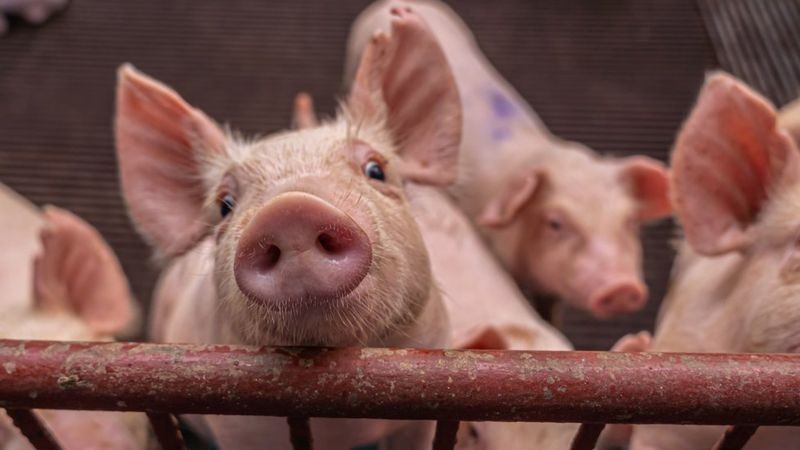 Órgãos do porco são parecidos em tamanho aos dos humanos (Foto: Getty Images via BBC News)