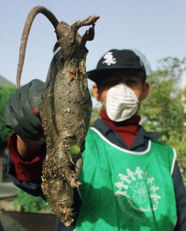 Rato gigante capturado na China