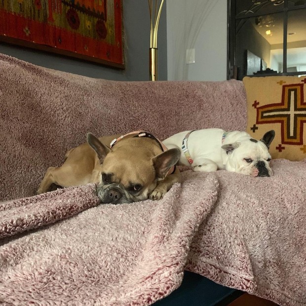 Os cachorros da Lady Gaga, Koji e Gustav (Foto: Reprodução/Instagram)