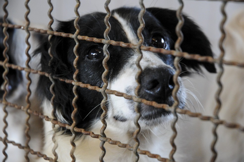 Cachorro da Zoonoses do DF que espera por adoção — Foto: Geovana Albuquerque/ Secretaria de Saúde do DF