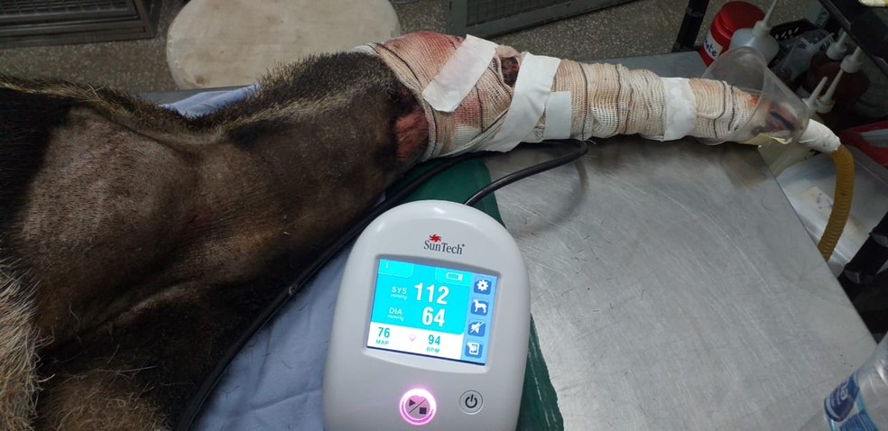 Os animais mortos e feridos ainda não foram contabilizados — Foto: Arquivo Instituto Tamanduá