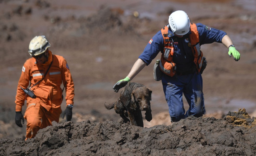 Cão farejador é usado por bombeiros na busca por vítimas da lama da barragem estourada em Brumadinho — Foto: Mauro Pimentel/AFP