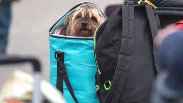 Cachorro é transportado pelos donos dentro de mochila (Foto: Getty Images via BBC)