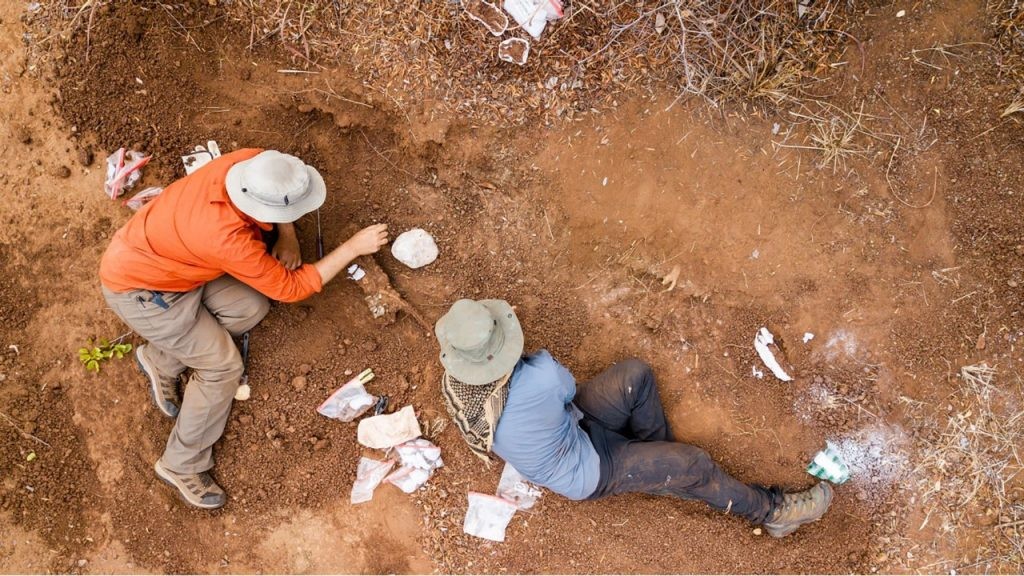 (Da esquerda) Sterling Nesbitt e Christopher Griffin, da Virginia Tech, escavam um esqueleto de um dinossauro herrerassaurídeo em 2019. (Foto: Murphy Allen/Virginia Tech)
