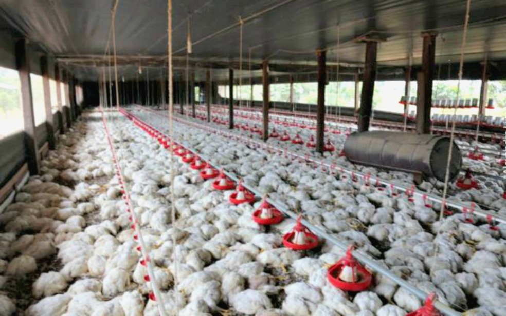 Empresária afirma já perdeu milhares de frangos em duas quedas de energia ocorridas em 2014 e 2017 — Foto: Alexandre Lima/Arquivo pessoal