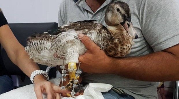 O pato chamado de Batata recebeu uma prótese para substituir a sua pata atrofiada (Foto: Estadão Conteúdo)