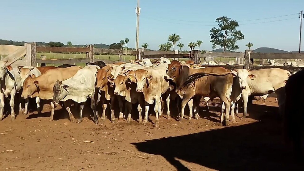 Bezerros foram roubados de fazenda em Santo Antônio de Leverger (Foto: Luís Zacarias Schneider/ Arquivo pessoal)