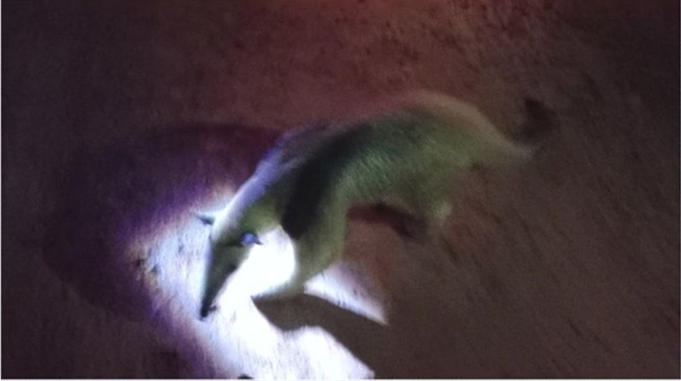 Tamanduá resgatado em Maués — Foto: reprodução