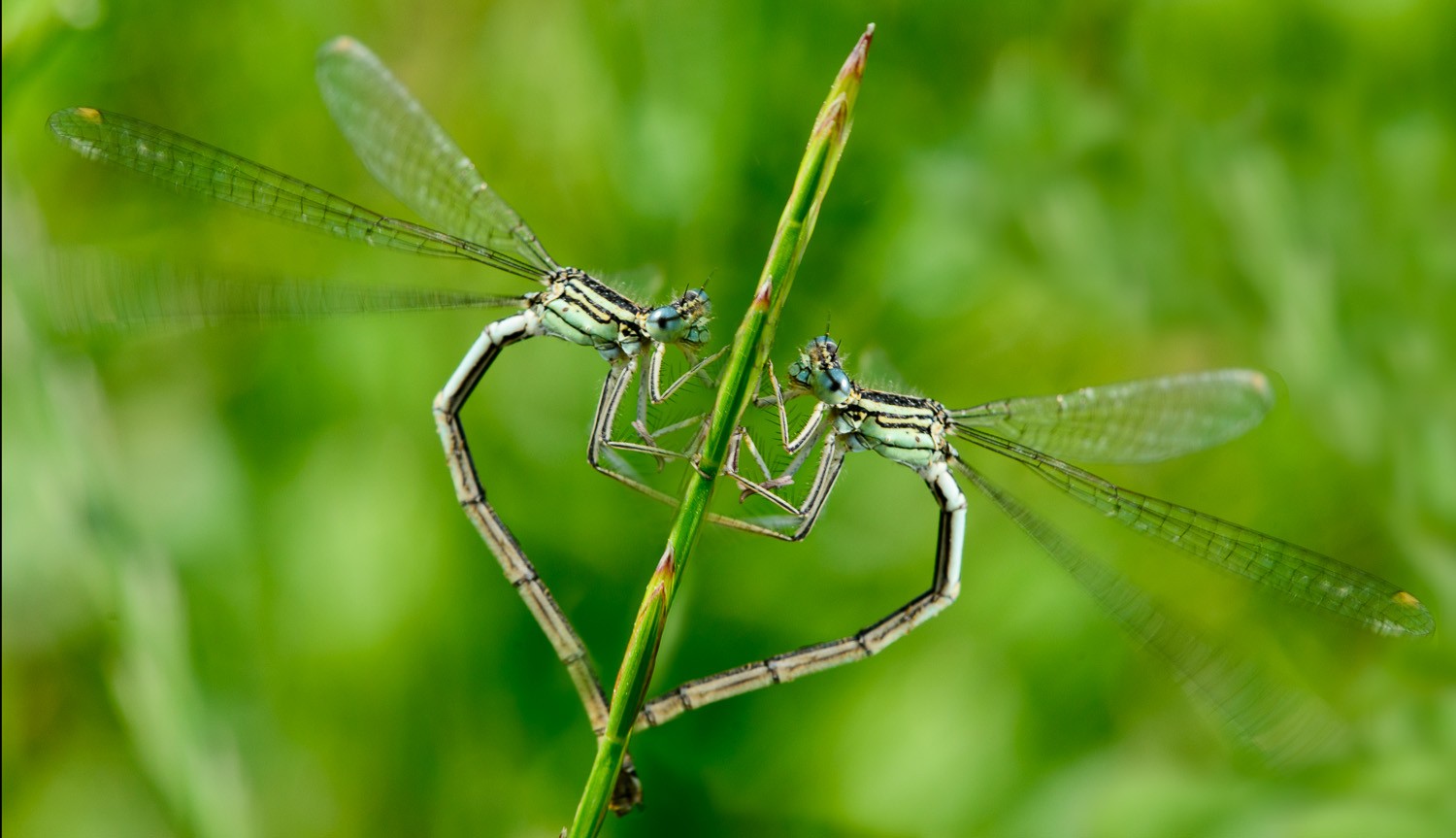 sim, insetos têm emoção! (Foto: Mark Seton / flickr/ creative commons)