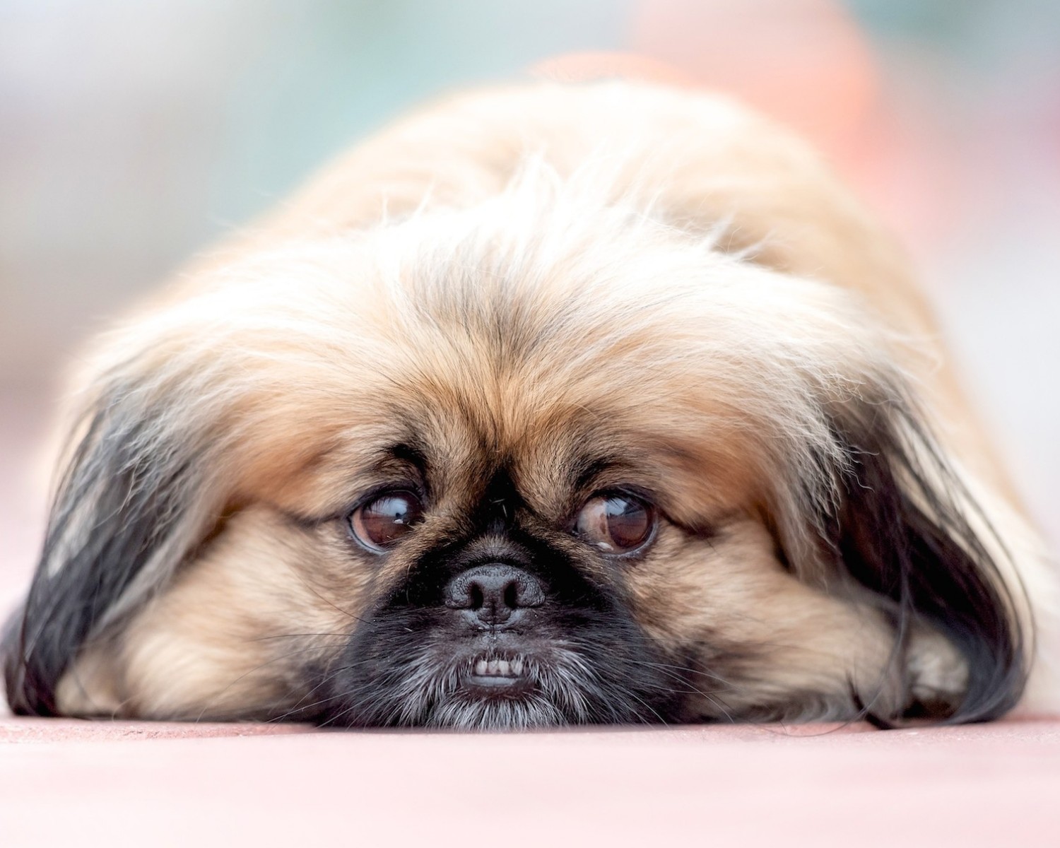Cães braquicefálicos possuem dentes tortos, olhos projetados para frente e focinho achatado (Foto: Canva/Creative Commons)