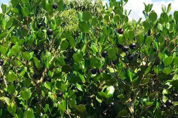 Frutíferas na varanda: 8 espécies que você pode cultivar em vasos (Foto: Divulgação/Ciprest Viveiro)