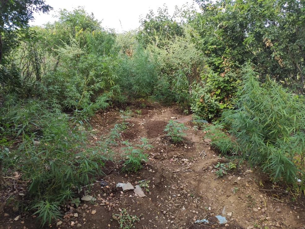 Homem é preso em flagrante suspeito de cultivar plantação com mais de 200 pés de maconha na Bahia — Foto: SSP-BA/Divulgação