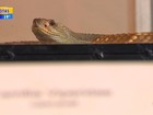 Serpentário do Museu de Ciências Naturais do RS é arrombado 